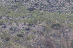 Larrea tridentata