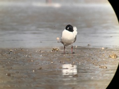 Saundersilarus saundersi