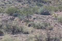 Larrea tridentata