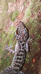 Cyrtodactylus majulah