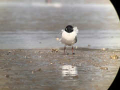 Saundersilarus saundersi