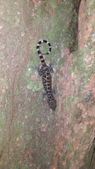 Cyrtodactylus majulah