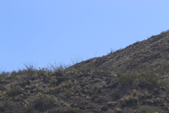 Larrea tridentata