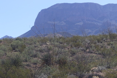 Larrea tridentata