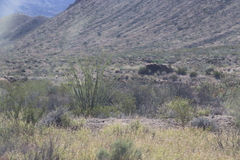 Larrea tridentata