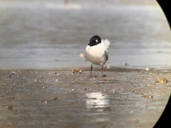 Saundersilarus saundersi