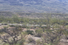 Larrea tridentata
