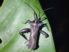 Acocopus verrucifer