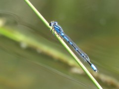 Enallagma praevarum