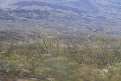 Larrea tridentata