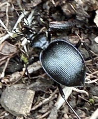 Scaphinotus interruptus