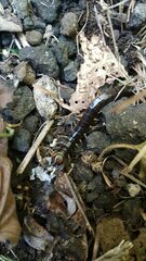 Cormocephalus rubriceps