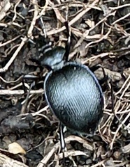 Scaphinotus interruptus