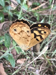 Heteronympha paradelpha