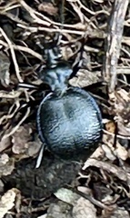 Scaphinotus interruptus