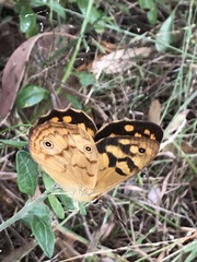 Heteronympha paradelpha