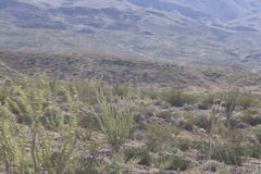Larrea tridentata