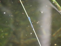 Enallagma praevarum