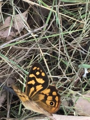 Heteronympha paradelpha