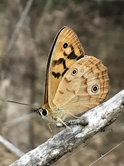 Heteronympha paradelpha