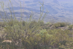 Larrea tridentata