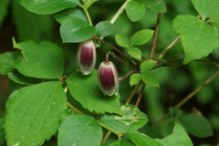 Clematis japonica