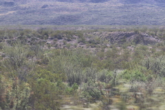 Larrea tridentata
