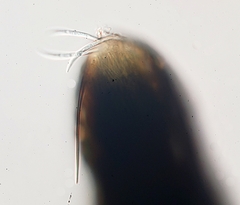 Morrisographium boudieri