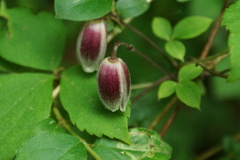 Clematis japonica