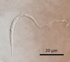Morrisographium boudieri
