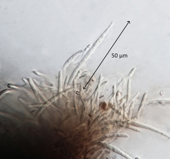 Morrisographium boudieri