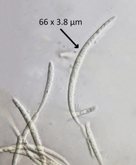 Morrisographium boudieri