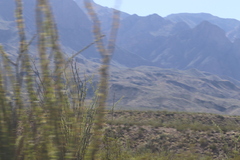 Larrea tridentata