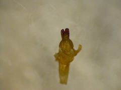 Phyllanthus aridus