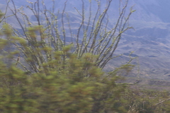 Larrea tridentata