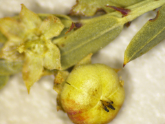 Phyllanthus aridus