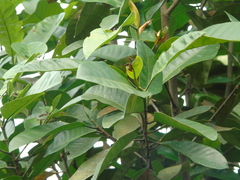 Artocarpus