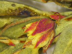 Phyllanthus aridus