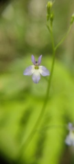 Lobelia sartorii