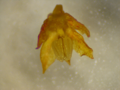 Phyllanthus aridus