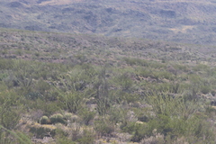 Larrea tridentata