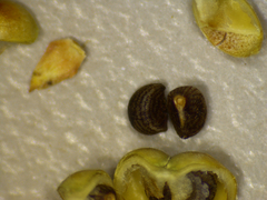 Phyllanthus aridus