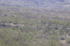 Larrea tridentata