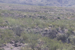 Larrea tridentata