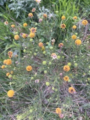 Helenium amarum