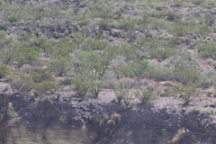 Larrea tridentata