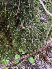 Tetraphis pellucida