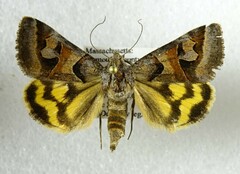 Drasteria occulta