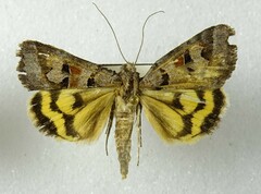 Drasteria occulta