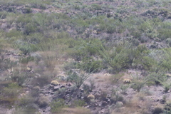 Larrea tridentata